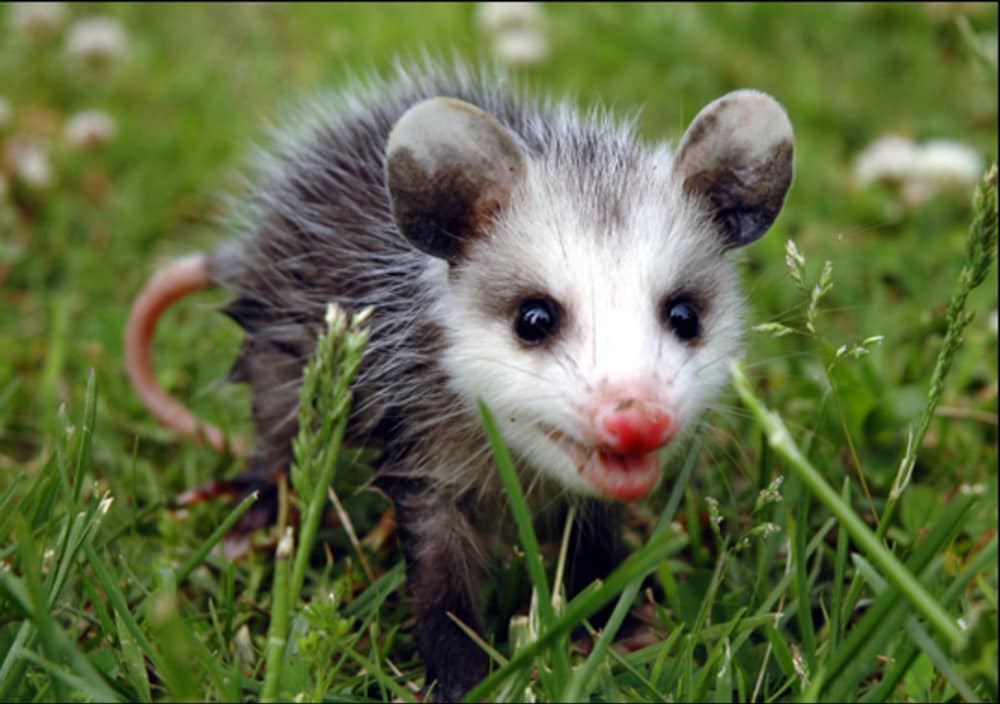 Opossum image What does an Opossum Sound Like