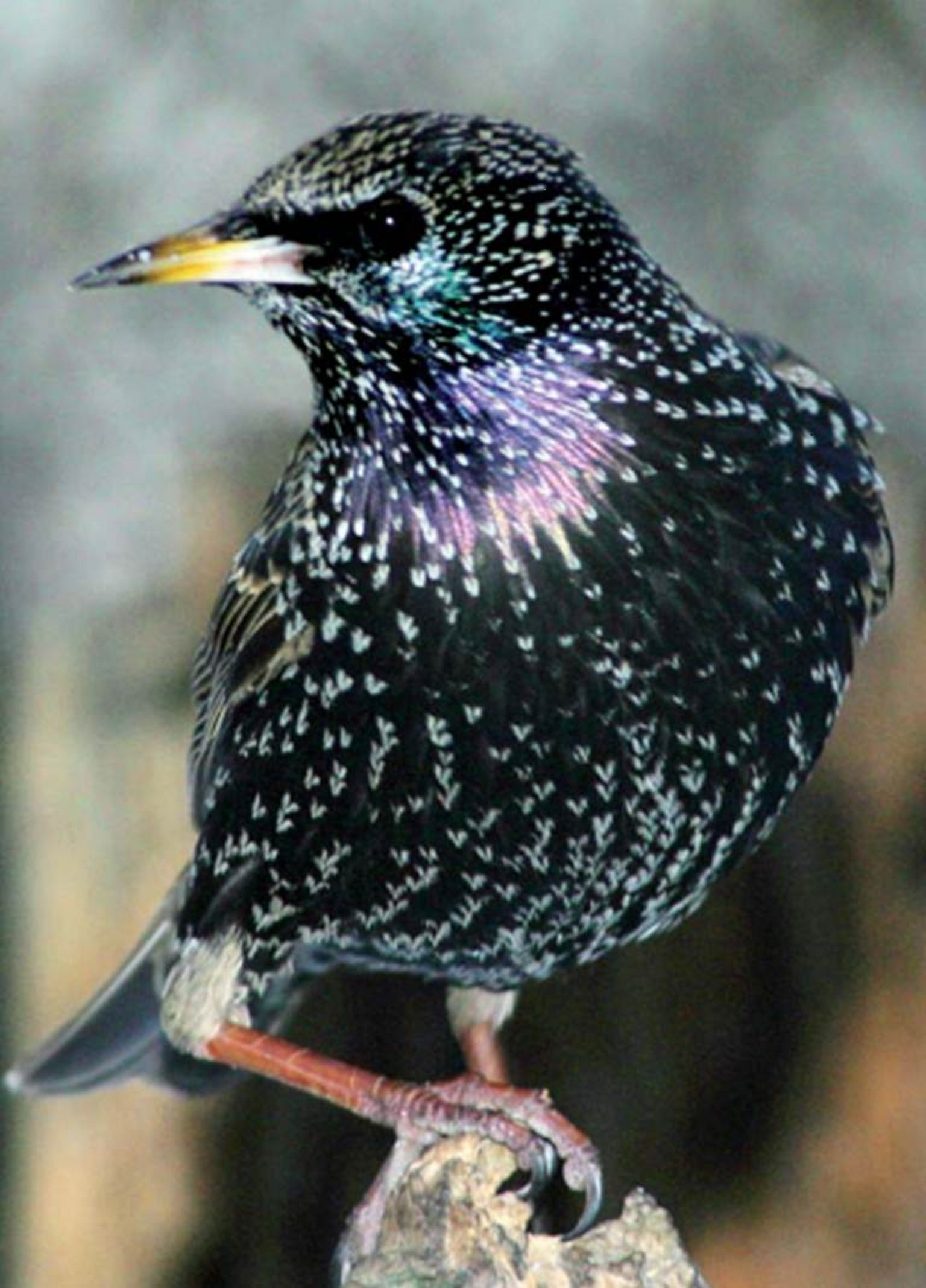 Starling Image What Sound Does A Starling Make