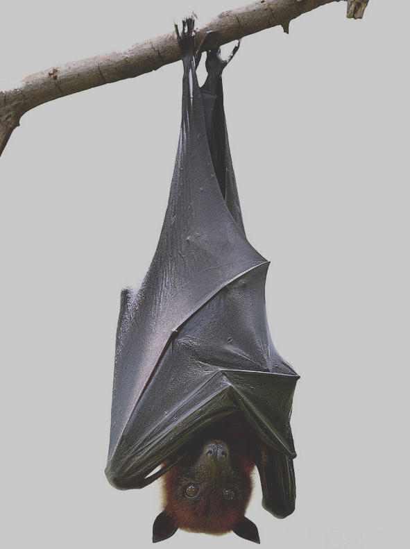 Bat Image What Does a Bat Sound Like