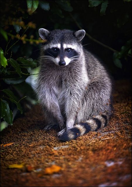 Racoon image  racoon sound What sounds to racoon make