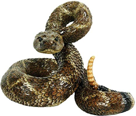 Rattle snake image Rattle snake sound What sounds to rattle snakes make